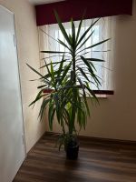 Große Yucca Palme, Palmlilie, Zimmerpflanze, 220cm hoch Nordrhein-Westfalen - Büren Vorschau