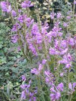 winterharte Stauden+ Pflanzen Phlox, Wasserdost, Astern Sonnenhut Bergedorf - Hamburg Lohbrügge Vorschau