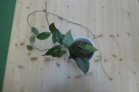 2 Hoya in Hydrokultur Wachsblume Kletterpflanze Zimmerpflanze Niedersachsen - Söhlde Vorschau