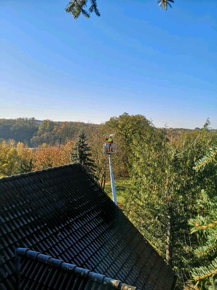 Heckenpflege - Rasenschnitt - Obstbaumschnitt zert. Baumkontrolle in Wittgensdorf