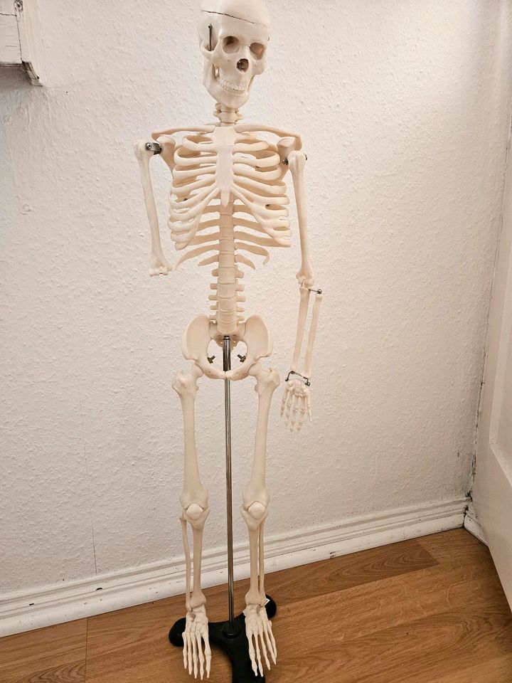 Skelett Anatomie in Berlin