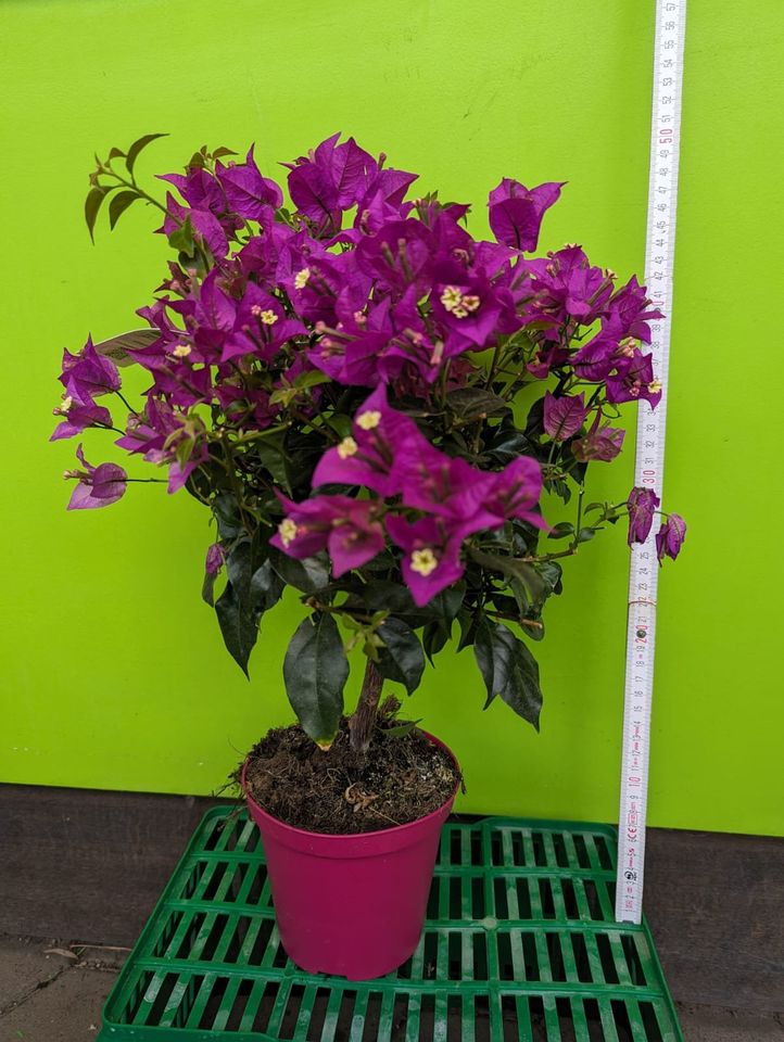 Drillingsblume Bougainvillea sanderiana Mini-Hochstamm 40-60cm in Nordkirchen