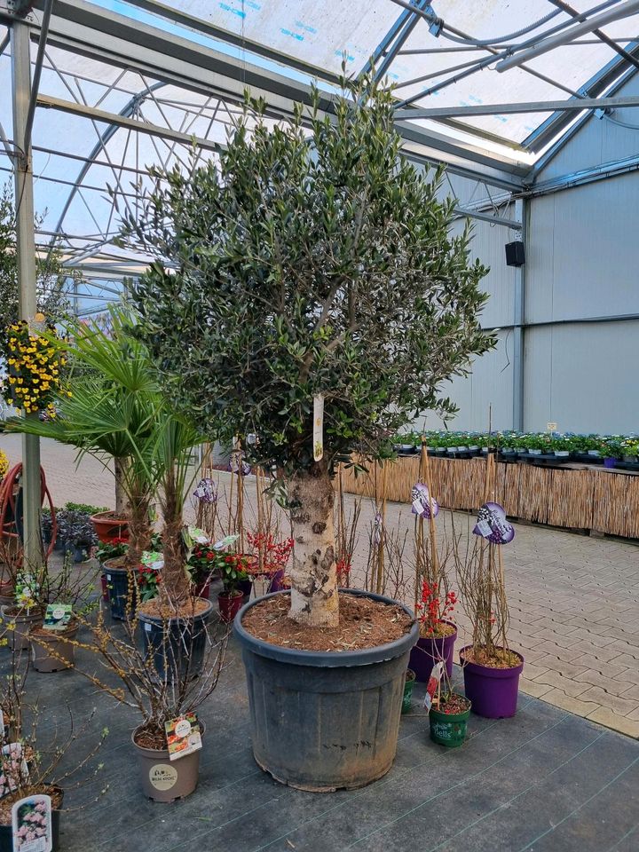 XXL Olivenbäume 'Oleander europaea' für 399€ - Direkt vom Gärtner! in Bad Zwischenahn