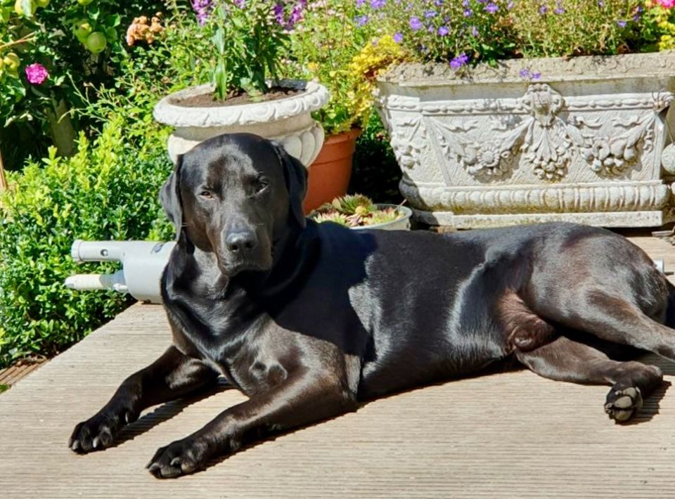 Labrador, Rüde (intakt), 4 Jahre in Raisdorf