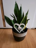 Luftreinigende ❣️Sansevieria Zeylanica, Bogenhanf,mehrere im Topf Baden-Württemberg - Heilbronn Vorschau