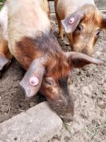 Schwein Angler Sattelschwein Mix handzahm Niedersachsen - Ganderkesee Vorschau