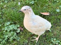 Celadon Wachteln (Blauleger) Hennen nur 10 Monaten alt Lübeck - St. Gertrud Vorschau