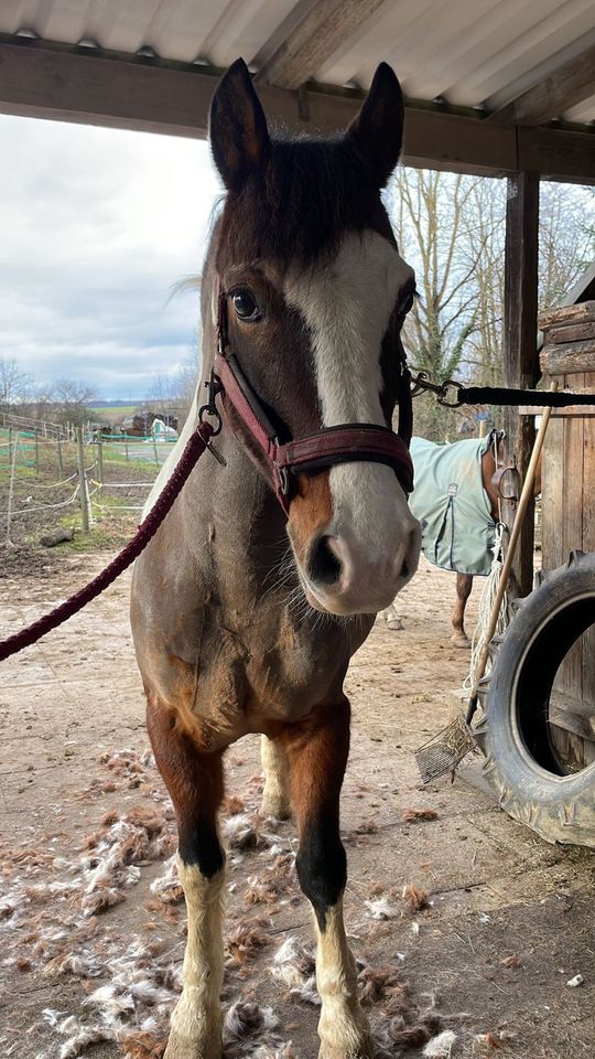 Westernreitbeteiligung Pferd zur Verfügung in Öhringen