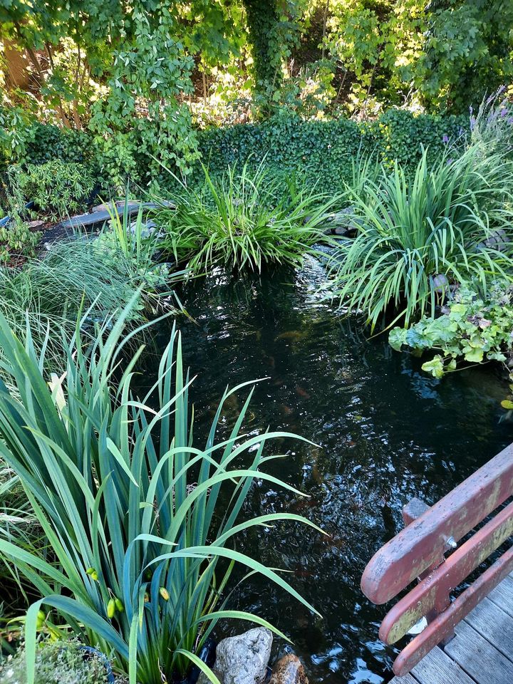 Gartenteich zu verkaufen inklusive Fische und Technik in Neu Wulmstorf