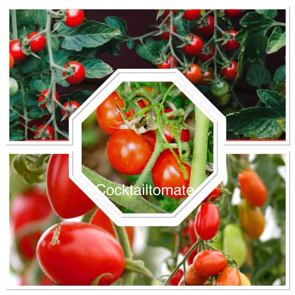 11 verschiedene Tomatensorten Tomaten Tomatenpflanzen Pflanzen in Hartenstein