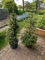 Eibe, Taxus baccata, 120 cm im Topf, 10 Liter Schleswig-Holstein - Neuenbrook Vorschau