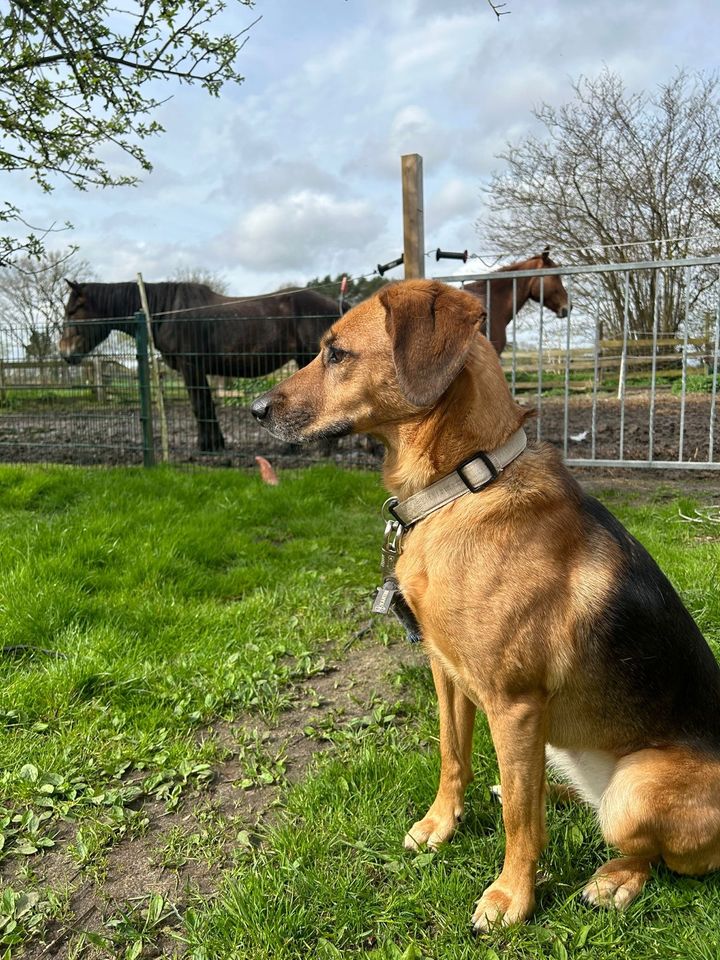 ❤️ LOLA: Toller Einzel-Hund sucht ihre Menschen ❤️ in Helvesiek