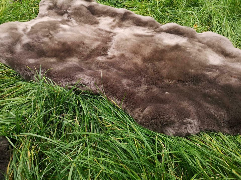 Echte deutsche Merino Schaffelle weiche dichte Wolle XL XXL TAUPE in Hamburg