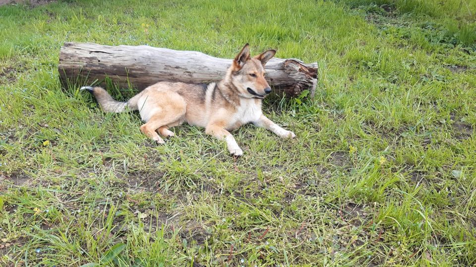 Hundewiese eingezäunt in Steinach Baden