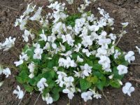 ☘️ Pfingst Veilchen 'Albiflora' Steingarten Bodendecker 1€/Staude Brandenburg - Ziltendorf Vorschau