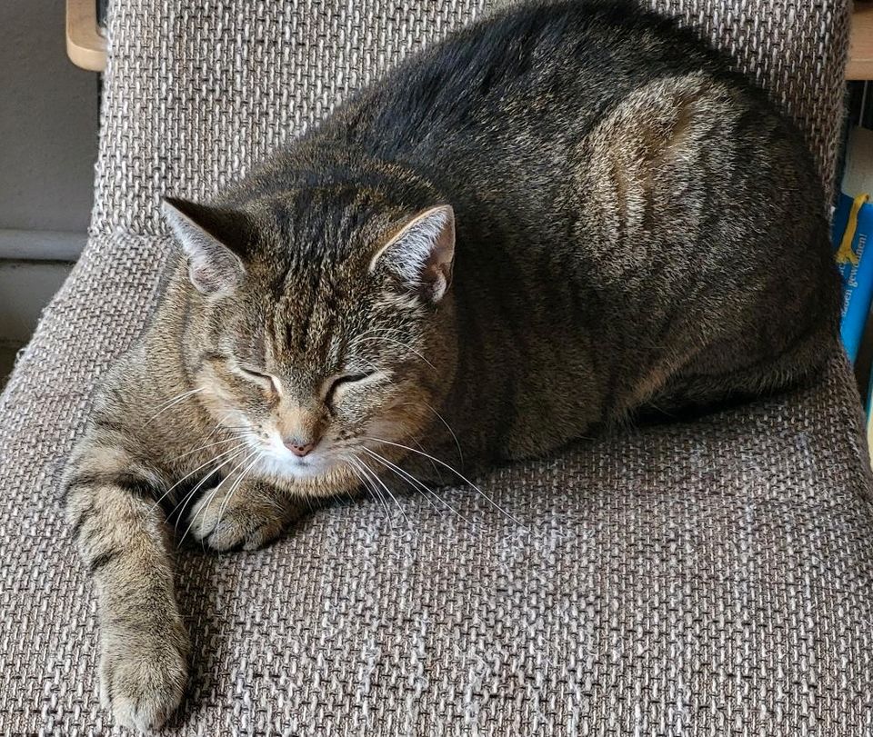 Katze abzugeben in Goslar