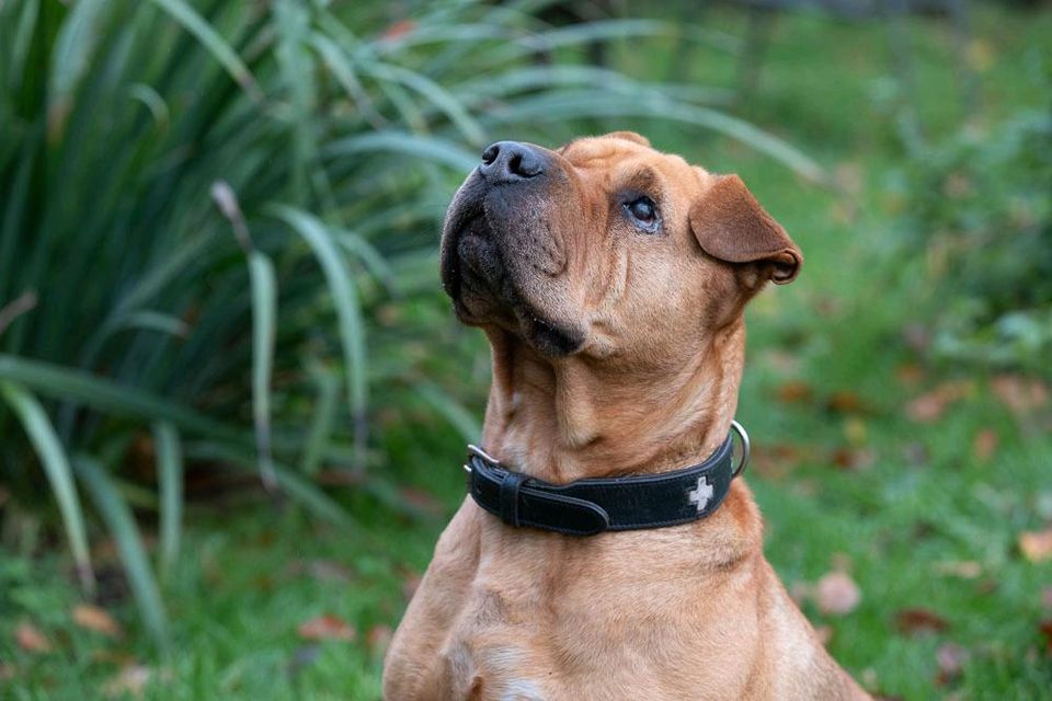 JHONNY Shar Pei Rüde Tierschutz Hund in Buchholz (Aller)