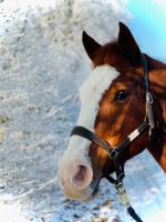 Reitbeteiligung Hessen - Weilburg Vorschau