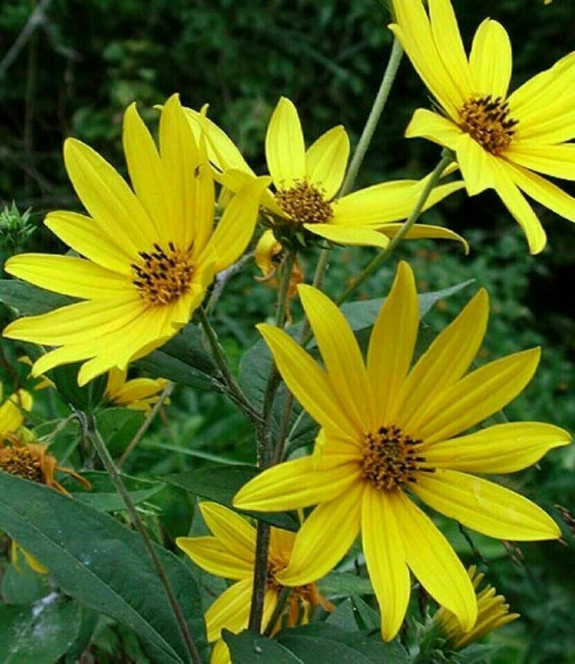 10x Helianthus tuberosus (Topinambur) ähnl. Sonnenblume in Koblenz