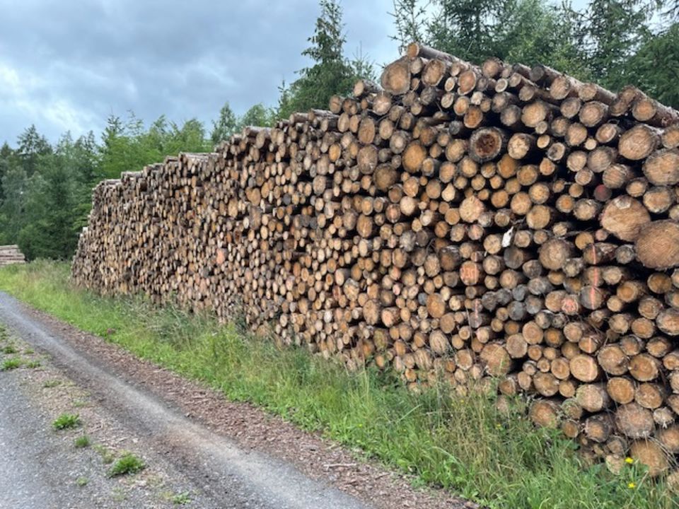 Stammholz Brennholz Buche, Esche, Birke, Eiche oder Nadelholz in Stadtroda