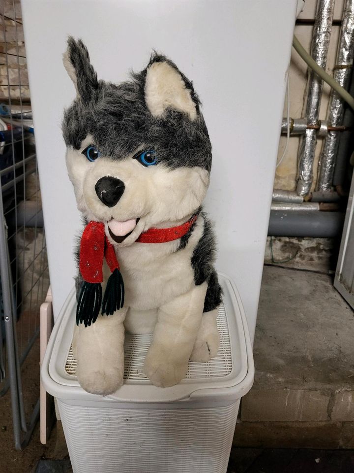 Stofftier Husky XXL in Gelsenkirchen