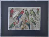 Lithographie Papagei Wellensittich Kakadu Aras Vogel Chromotafel Berlin - Mitte Vorschau