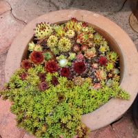 Sempervivum Dachwurz Hauswurz Steinrose Sukkulenten Steingarten Nordrhein-Westfalen - Bad Sassendorf Vorschau