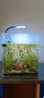 Nano Cube Aquarium mit Unterschrank ohne Besatz Baden-Württemberg - Marbach am Neckar Vorschau