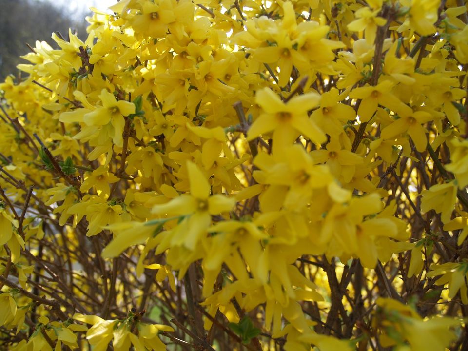 Forsythie Forsythia Blühstrauch Formschnitt gelb blühend in Kreischa