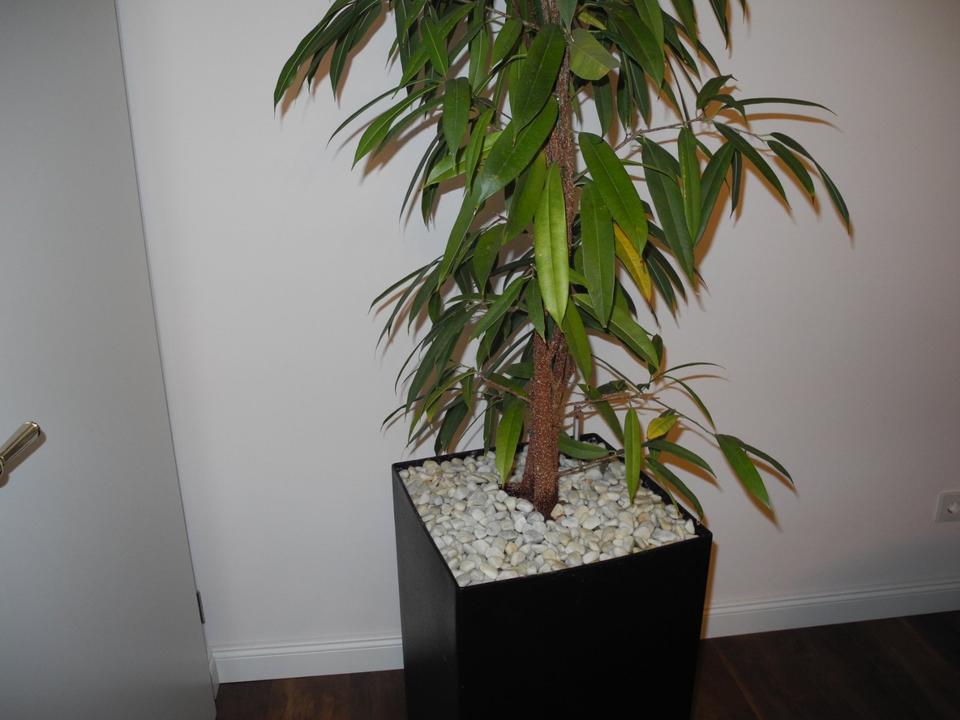 Zimmerpflanze Ficus Alii Gummibaum im Hydrokultur Topf, 2,50 m in Mainz