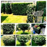 Abbruch/Gartenpflege/Hofreinigung/Laminatverlegung Hessen - Linden Vorschau