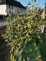 Ginkgo Biloba Strauch Bayern - Frontenhausen Vorschau