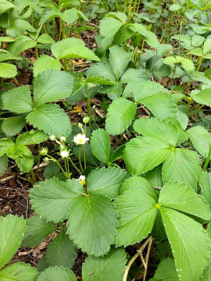 Pflanzen Erdbeeren in Uplengen