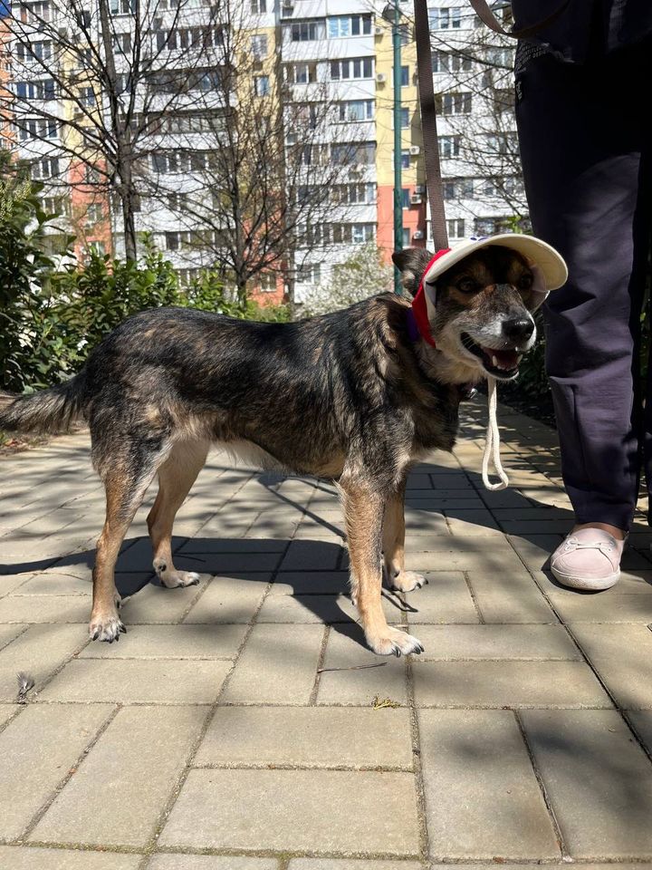 Tierschutz - Eva Hündin sucht ein neues Zuhause! in Frankfurt am Main