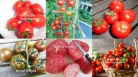 Tomatensamen jetzt aussäen o. Tomatenpflanzen bestellen Schleswig-Holstein - Husby Vorschau