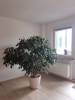 Birkenfeige / Ficus Benjamina Berlin - Köpenick Vorschau