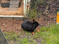 Kaninchen Männchen in gute Hände abzugeben Rheinland-Pfalz - Oberzissen Vorschau