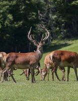 Wildverarbeitung, Zerwirken, Zerlegen,Rehwild,Schwarzwild,Rotwild Nordrhein-Westfalen - Bad Berleburg Vorschau