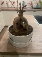 Topf Bonsai 20cm Hessen - Offenbach Vorschau