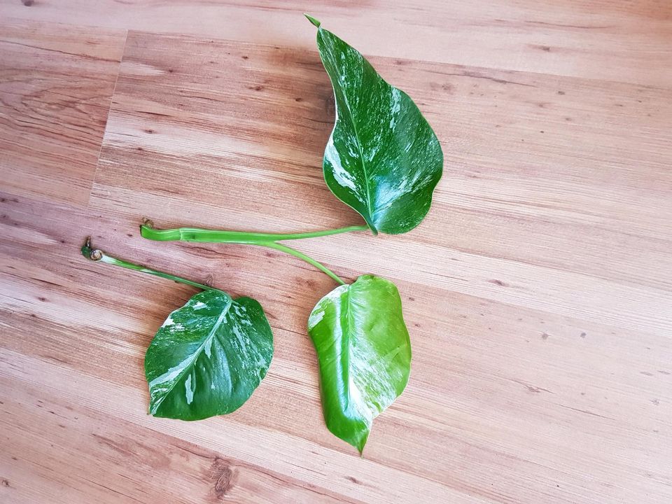 Monstera deliciosa variegata Zimmer Pflanze rariétät grün weiß in Leipzig