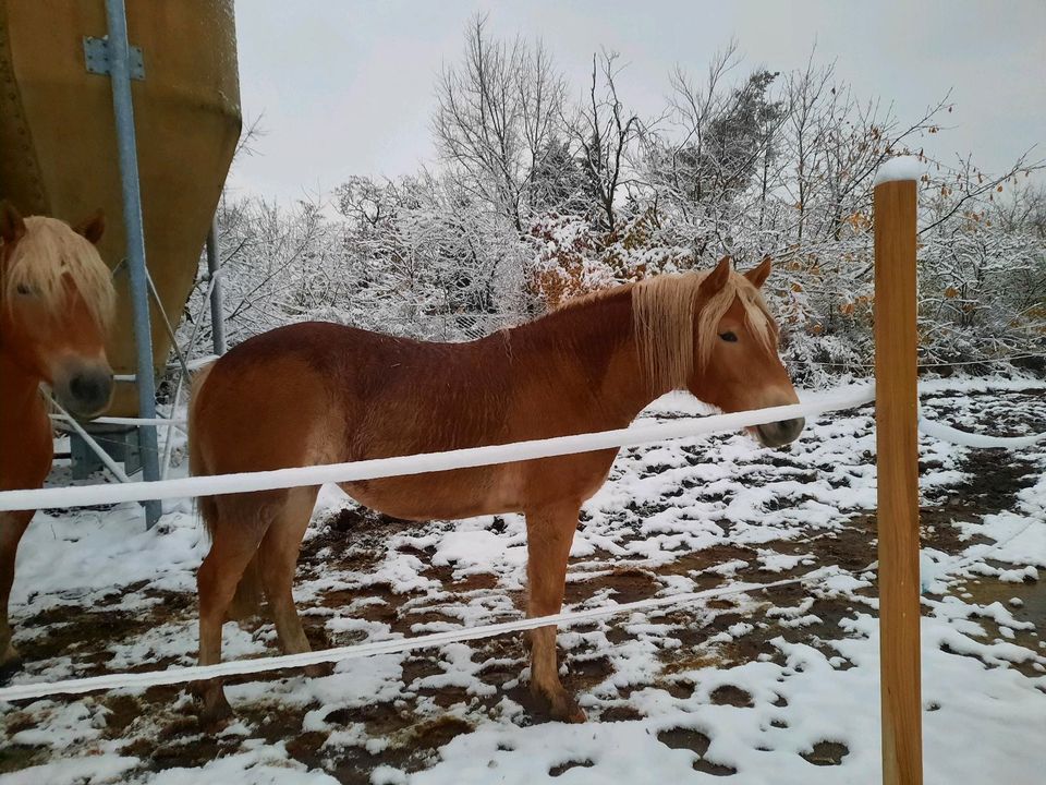 Haflinger Stute 2J. /wird groß in Arzberg