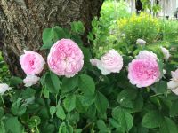 Stark duftende Heckenrose rosa, wurzelecht, Rose, alte Sorte Thüringen - Berka/Werra Vorschau