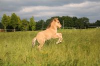 Weidefläche/Wiesenfläche zur Pferdehaltung (Ponies) Nordrhein-Westfalen - Gescher Vorschau