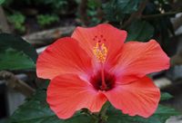 Hibiskus Pflanze groß Bayern - Tutzing Vorschau