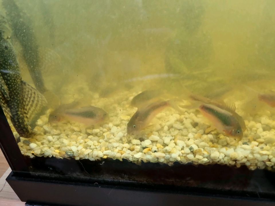 Aquarium Fisch  in Heilbronn