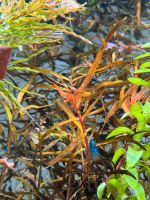 ⭐️Mega Selten⭐️ Rotala Serpyllifolia Aufsitzer Pflanze Nordrhein-Westfalen - Schlangen Vorschau