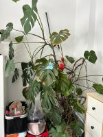 Monstera Deliciosa (Fensterblatt) Monsterblatt Nordrhein-Westfalen - Wesel Vorschau