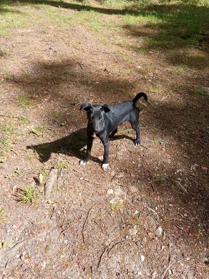 Der kleine Caspar sucht sein Zuhause ♥️ in Rennertshofen