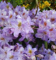 Augustines Rhododendron 40-50cm - Rhododendron augustinii Niedersachsen - Bad Zwischenahn Vorschau