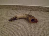 Horn Natur Kuh Wikinger, Länge ca. 27,5 cm Rostock - Evershagen-Süd Vorschau